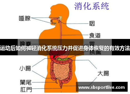 运动后如何减轻消化系统压力并促进身体恢复的有效方法